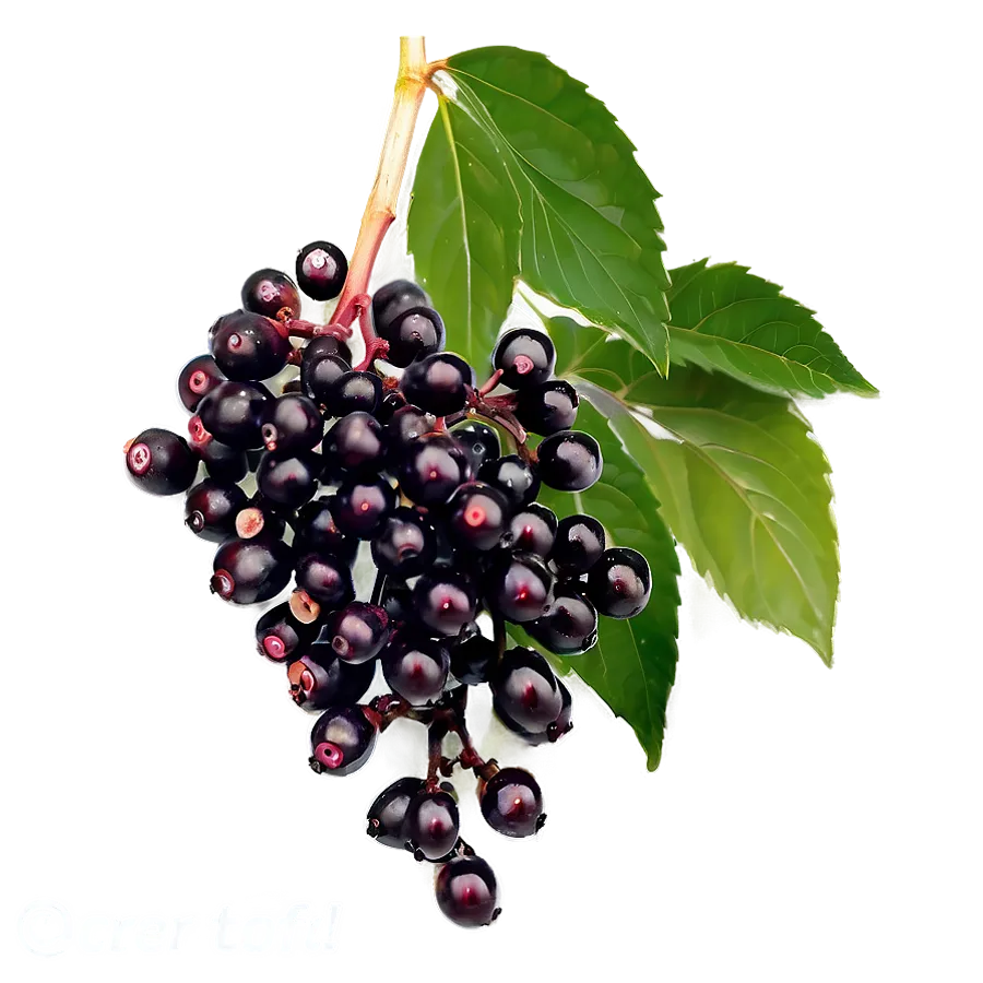 Elderberry Png