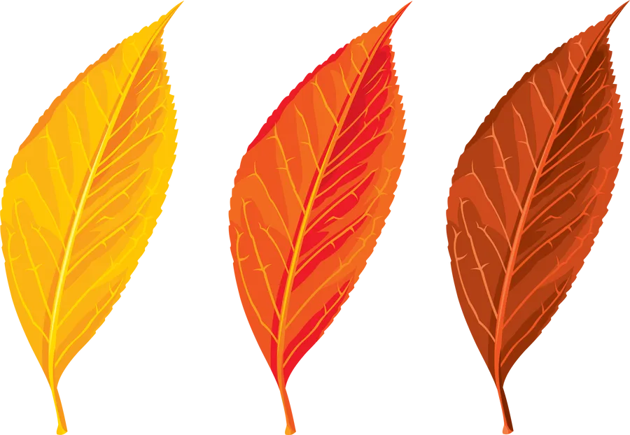 Leaf Clipart Png