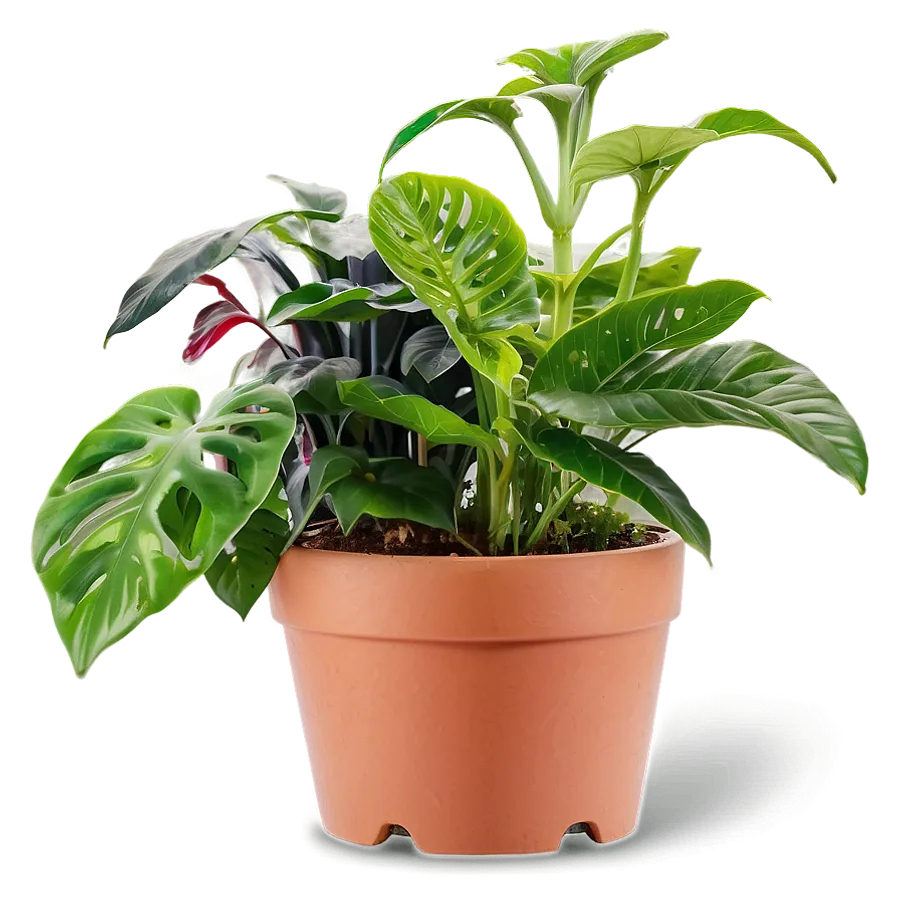 Potted Plants Png