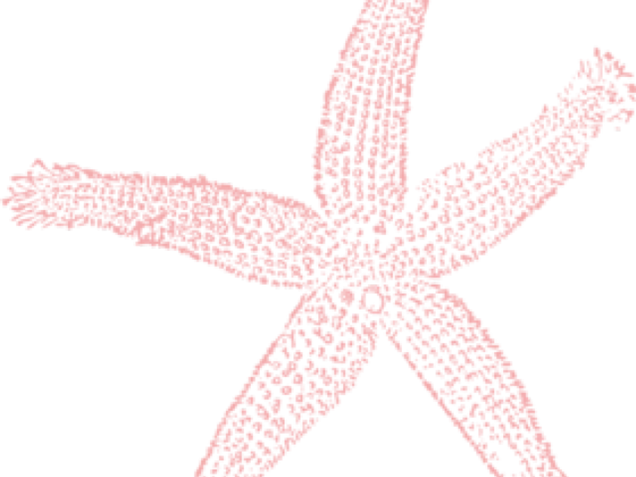 Starfish Clipart Png