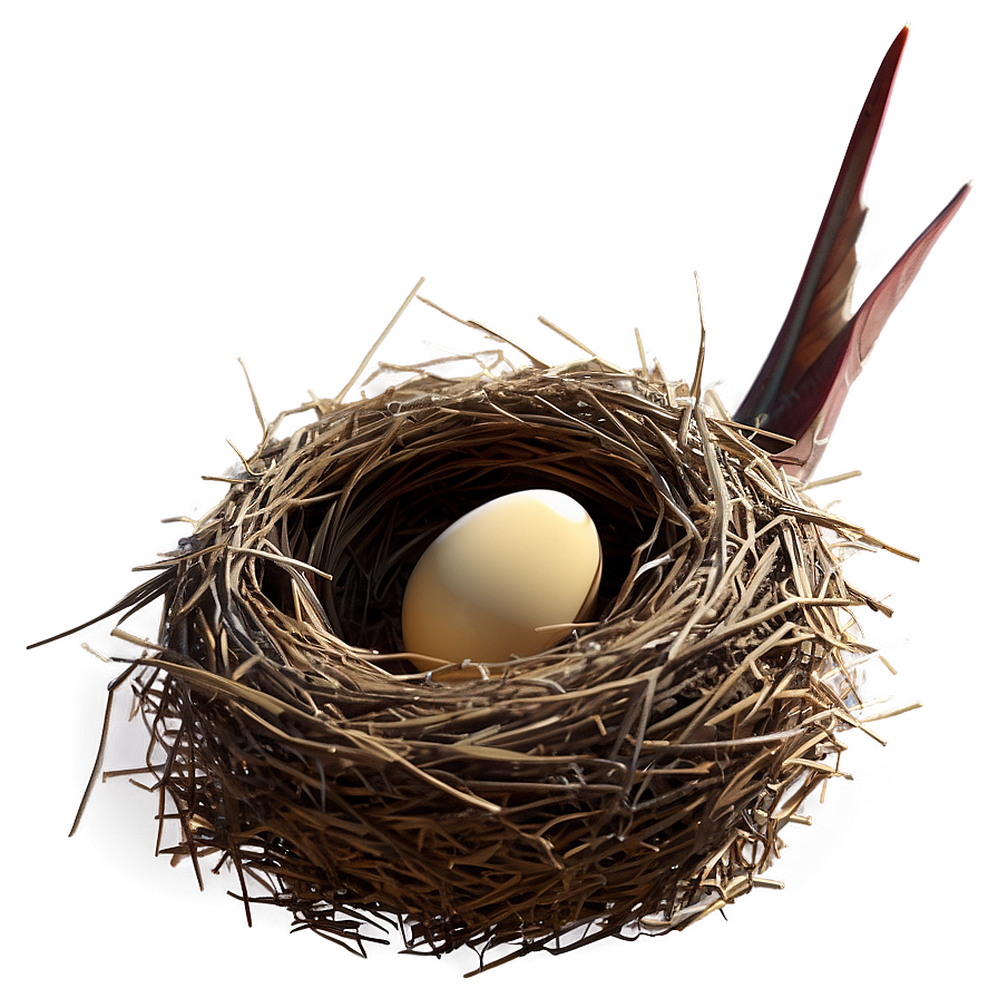 3d Bird Nest Png 10