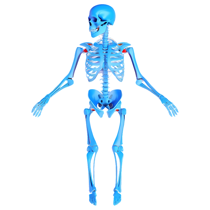 3d Skeletal System Model Png 63