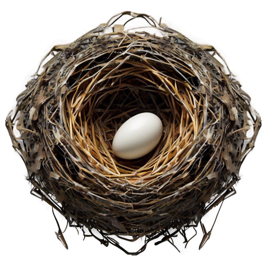 Abstract Bird Nest Png Tay