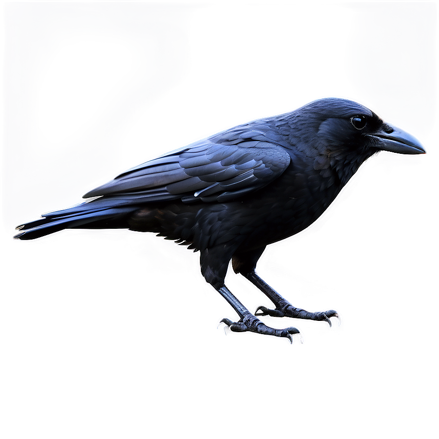 Abstract Crow Png 29