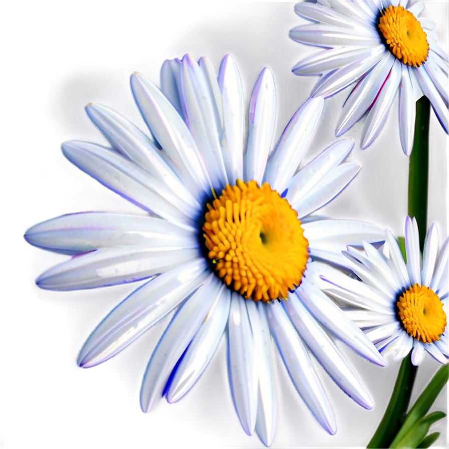 Abstract Daisy Png 05212024