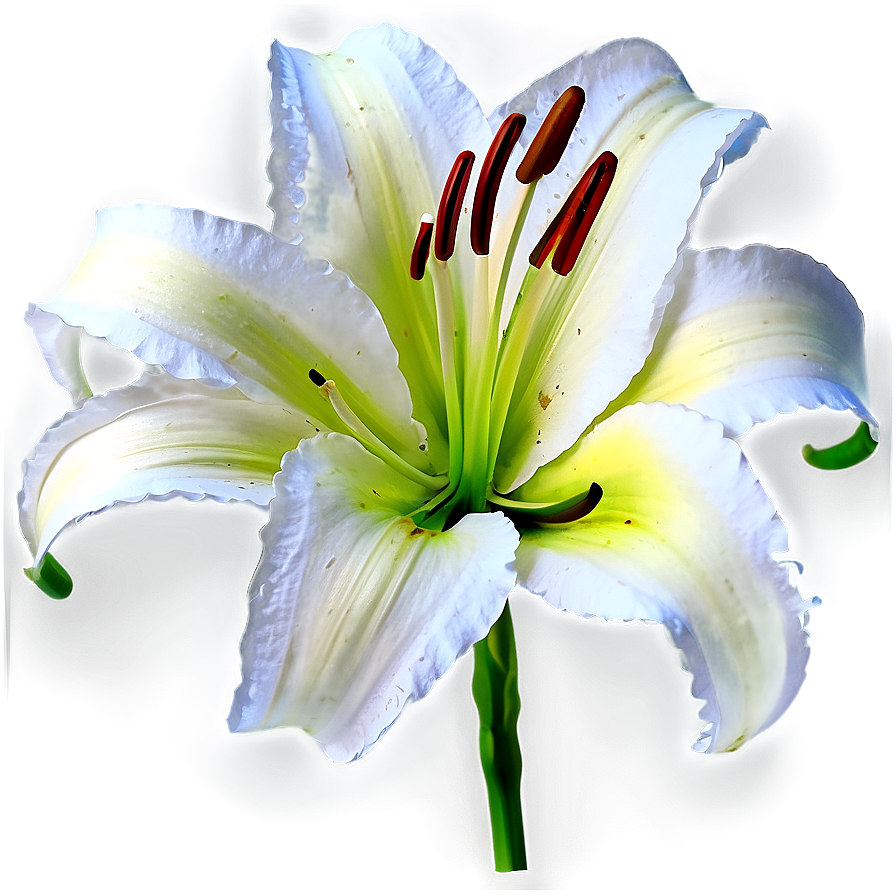 Abstract Lily Flower Png 06272024