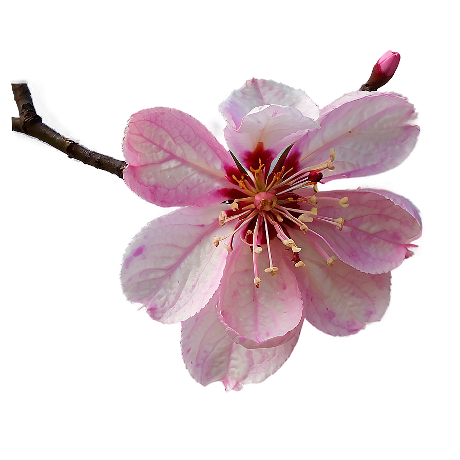 Abstract Sakura Flower Png Lrl