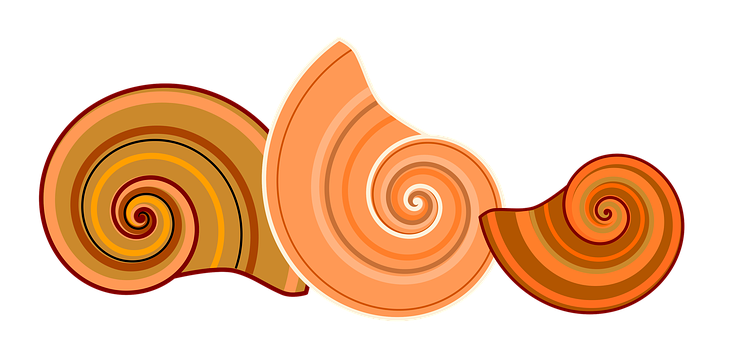 Abstract Spiral Shells Graphic