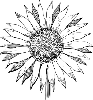 Abstract Sunflower Silhouette