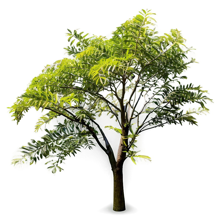 Acacia Tree C