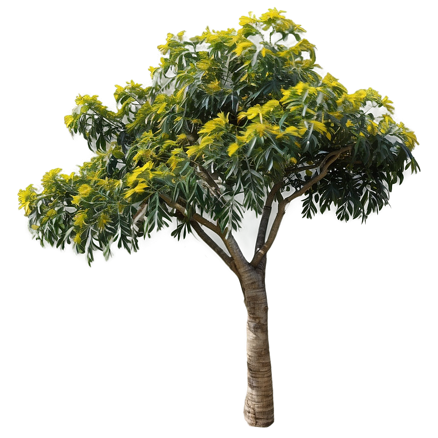 Acacia Tree D