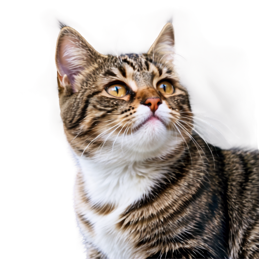 Adorable Cat Png A