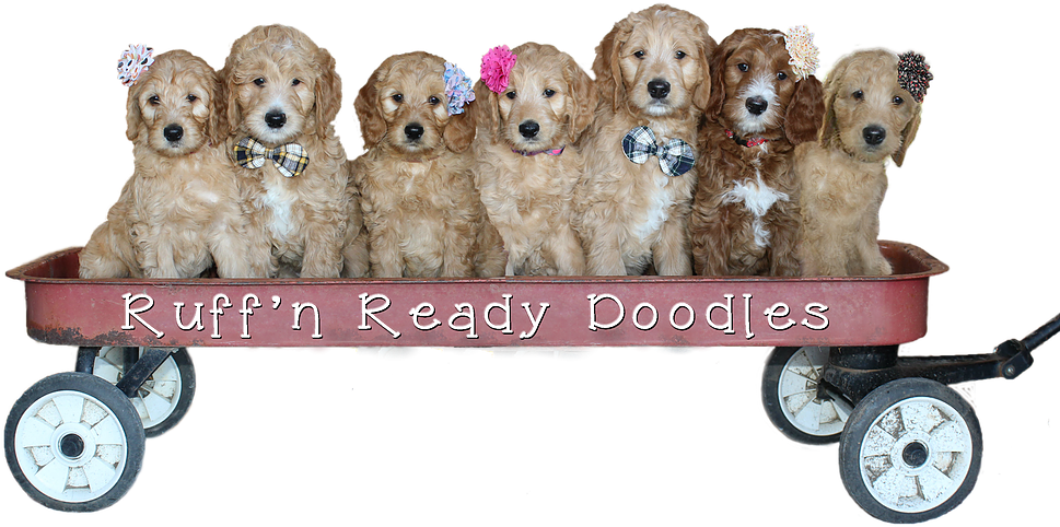 Adorable Doodle Puppiesin Wagon