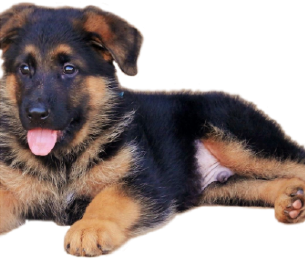 Adorable German Shepherd Puppy