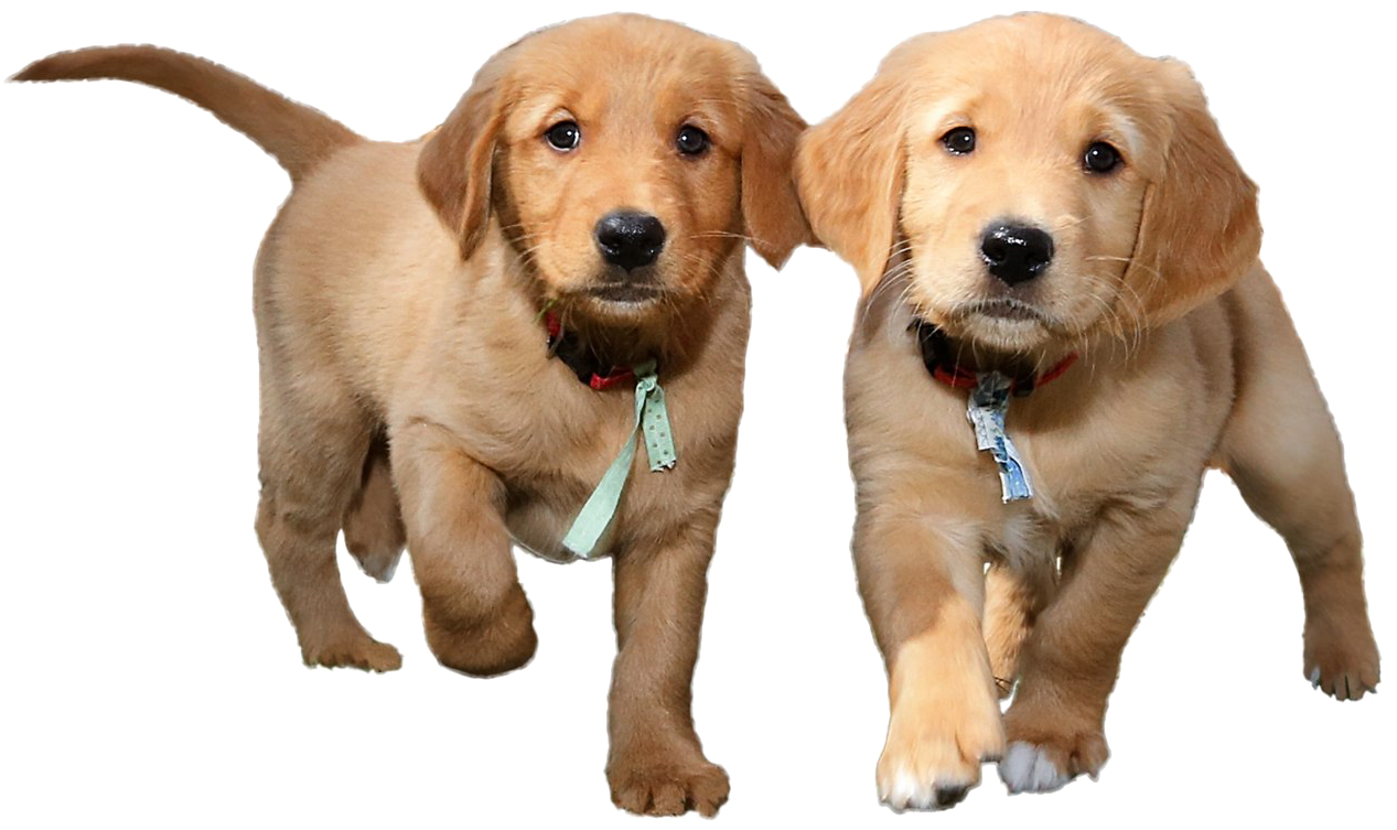 Adorable Golden Retriever Puppies