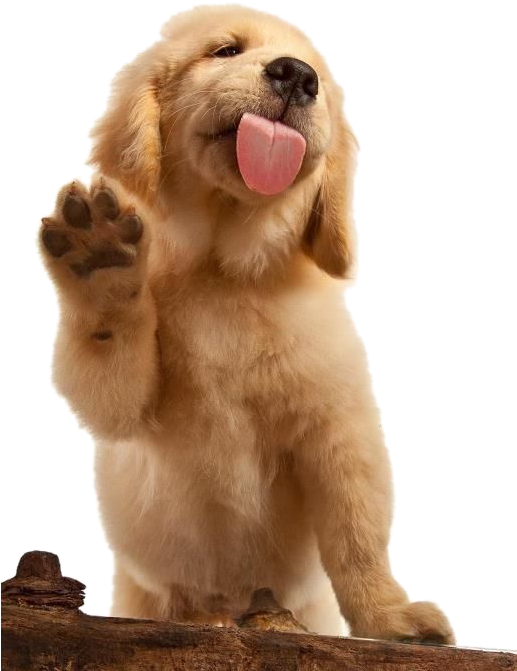 Adorable Labrador Puppy Waving