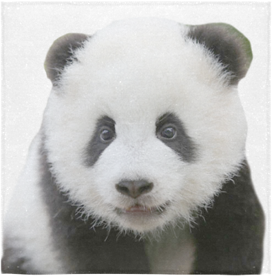 Adorable Panda Portrait