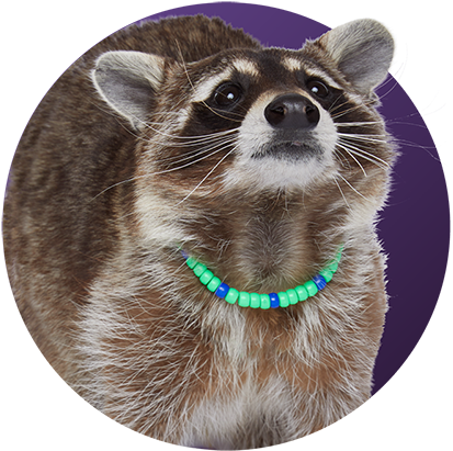 Adorable Raccoonwith Bead Necklace