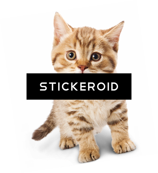 Adorable Tabby Kitten Sticker