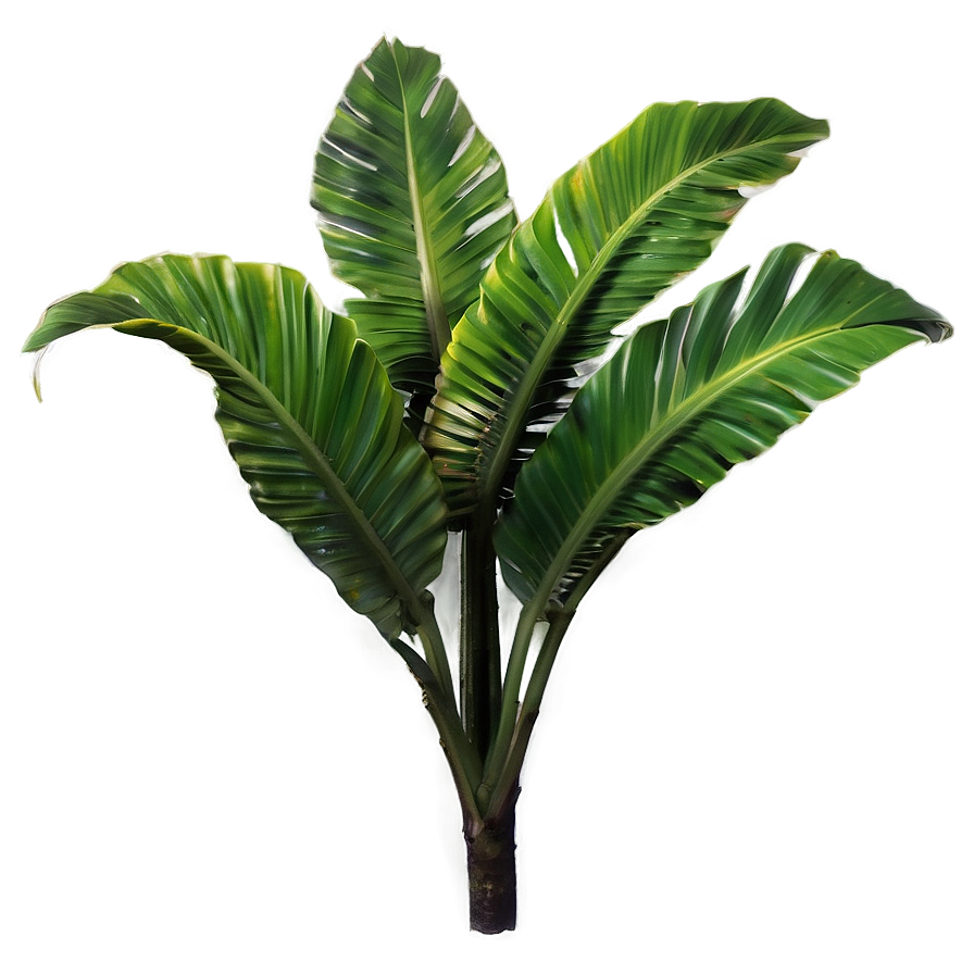 Aesthetic Tropical Plant Png Smy1