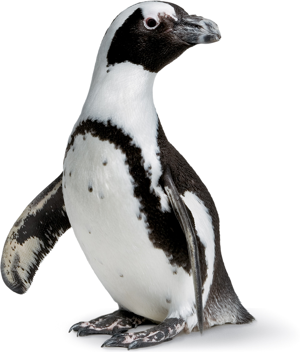 African Penguin Portrait