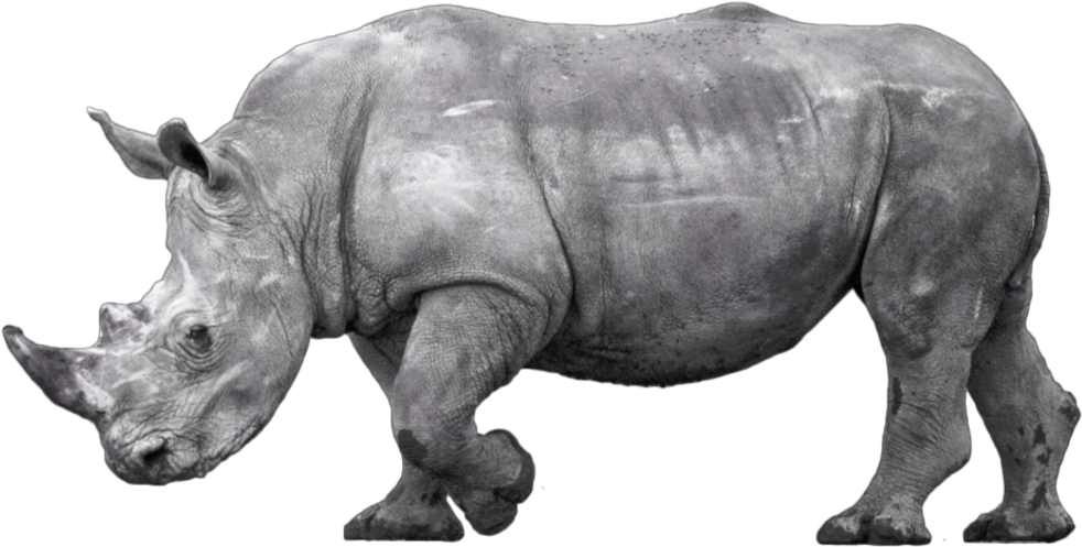 African Rhinoceros Profile