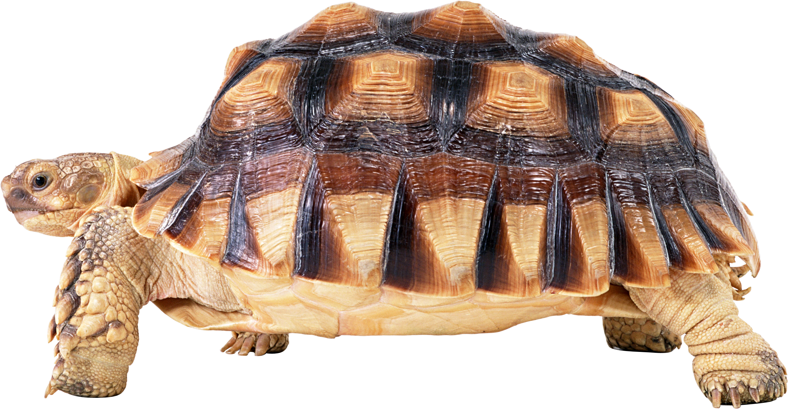 African Spurred Tortoise Isolated