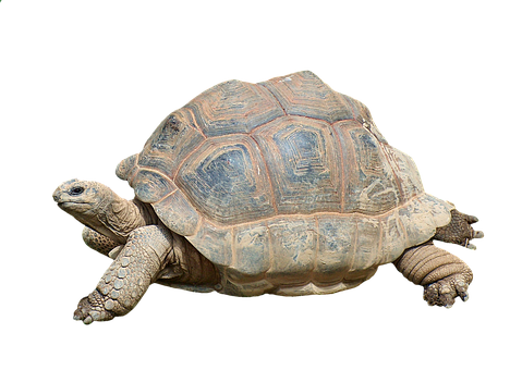 African Spurred Tortoise Isolated