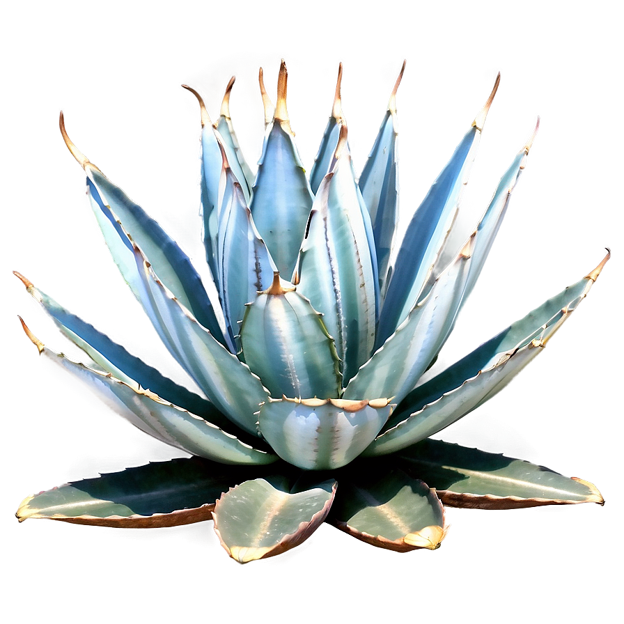 Agave Americana Plant Png Uqb