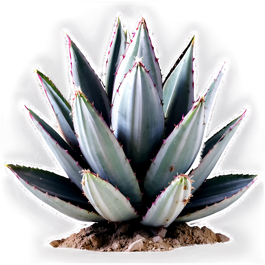 Agave Plant Black And White Png 06282024