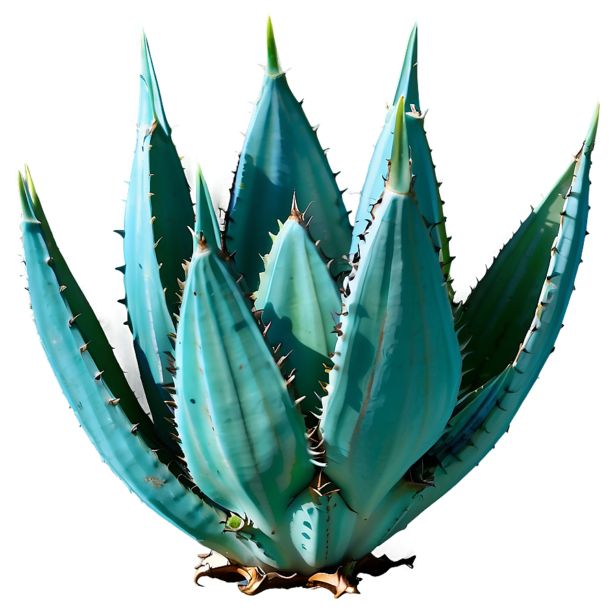 Agave Plant C