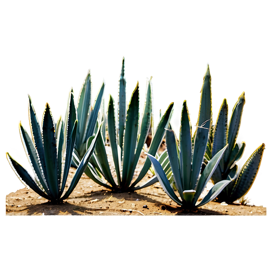 Agave Plant Field Png 63