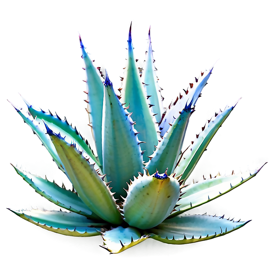 Agave Plant In Nature Png 59