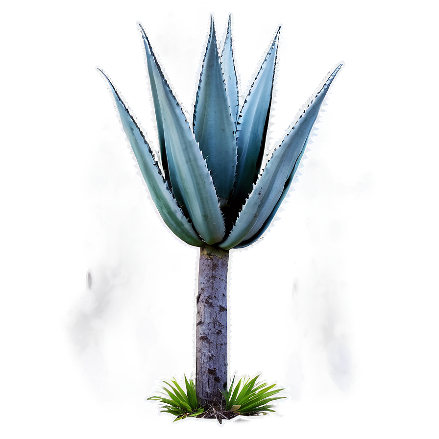 Agave Plant In Nature Png Alq