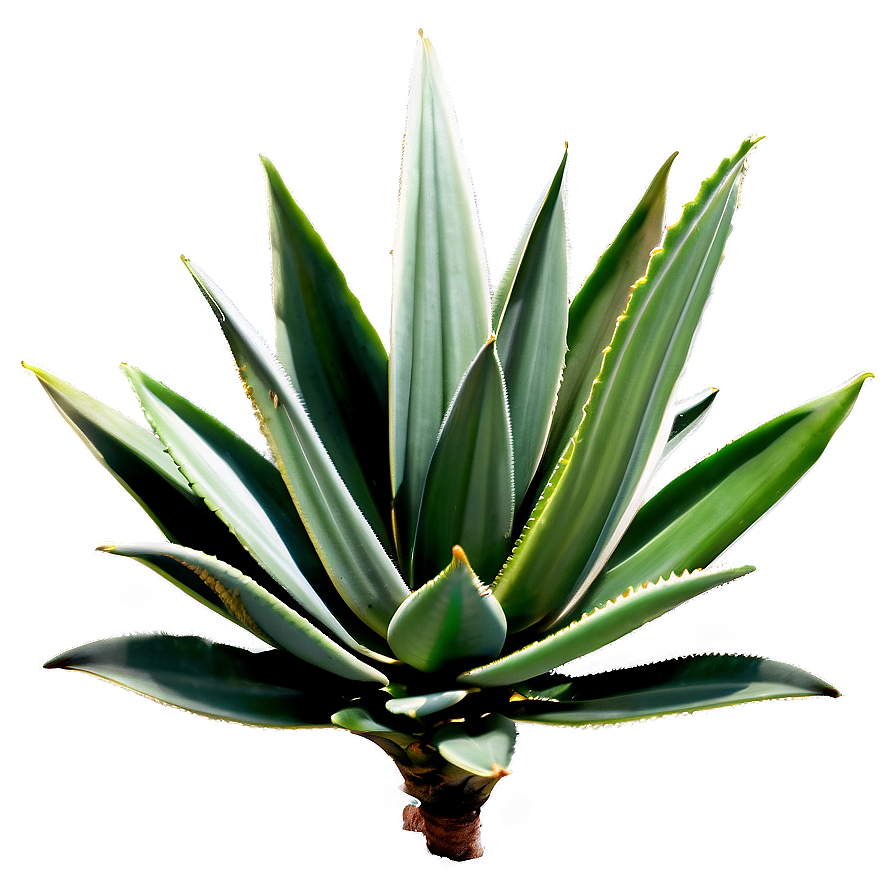 Agave Plant On Hill Png Bod