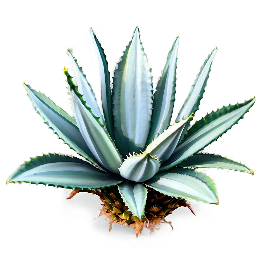 Agave Plant Outline Png 9