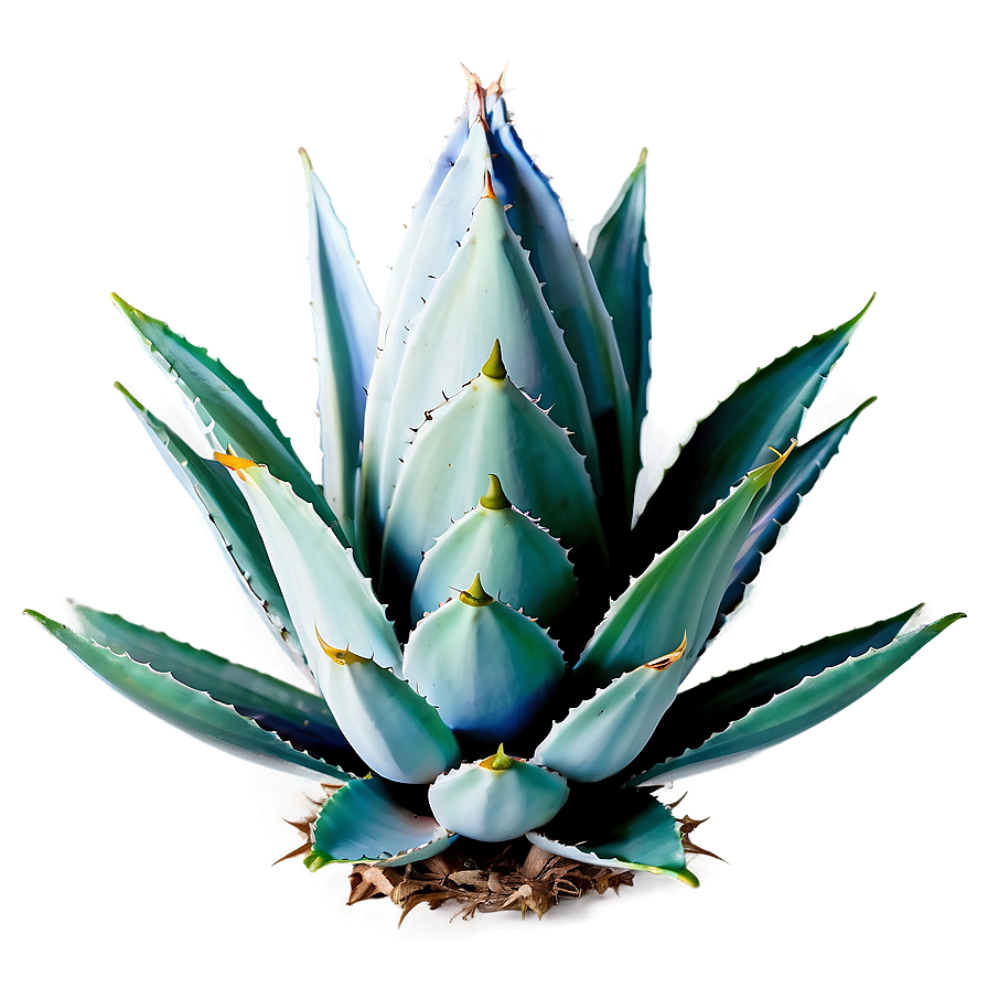 Agave Plant Pattern Png 06282024