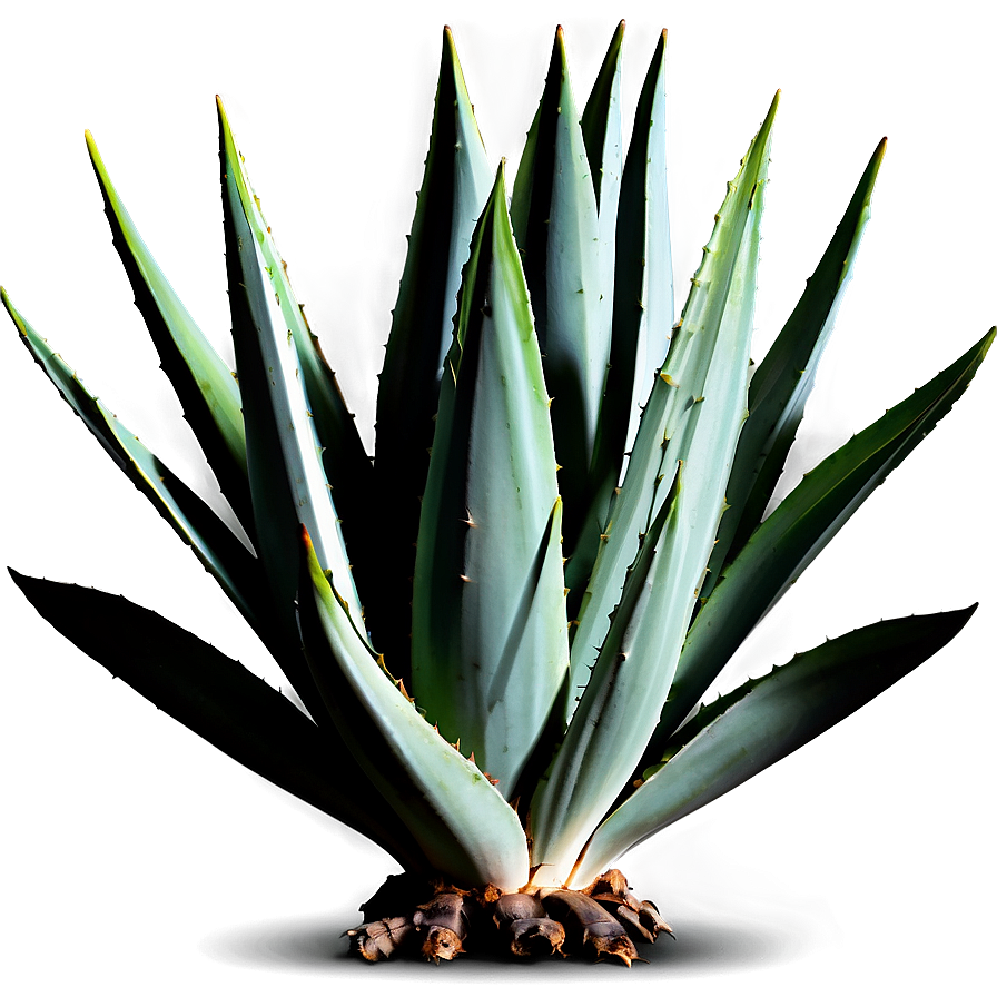 Agave Plant Png 06282024