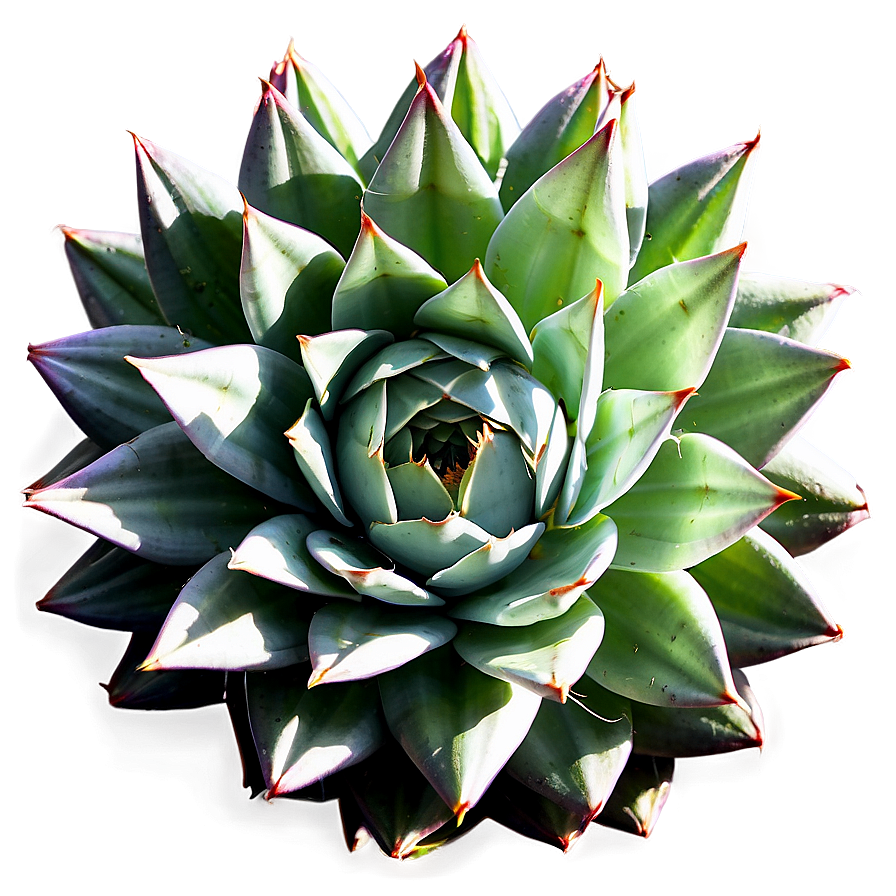 Agave Plant Top View Png Wox52