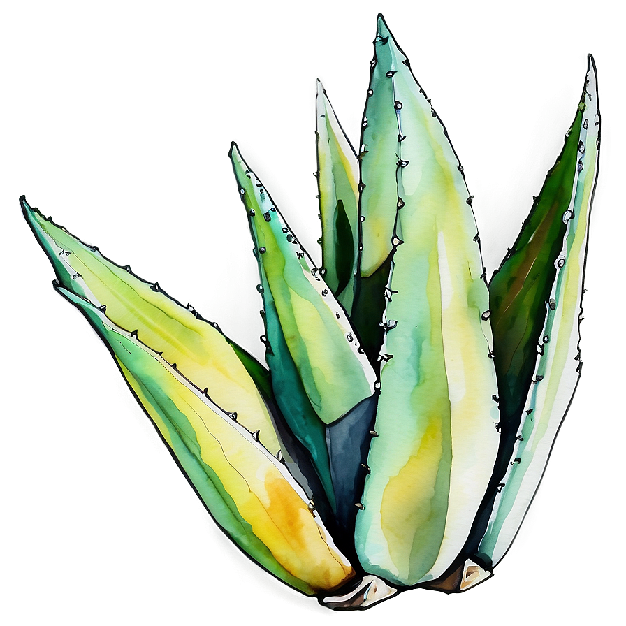 Agave Plant Watercolor Png 06282024