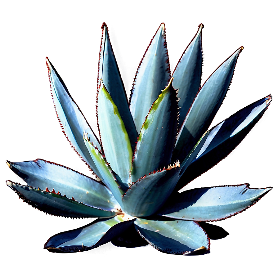 Agave Silhouette Png Dhw