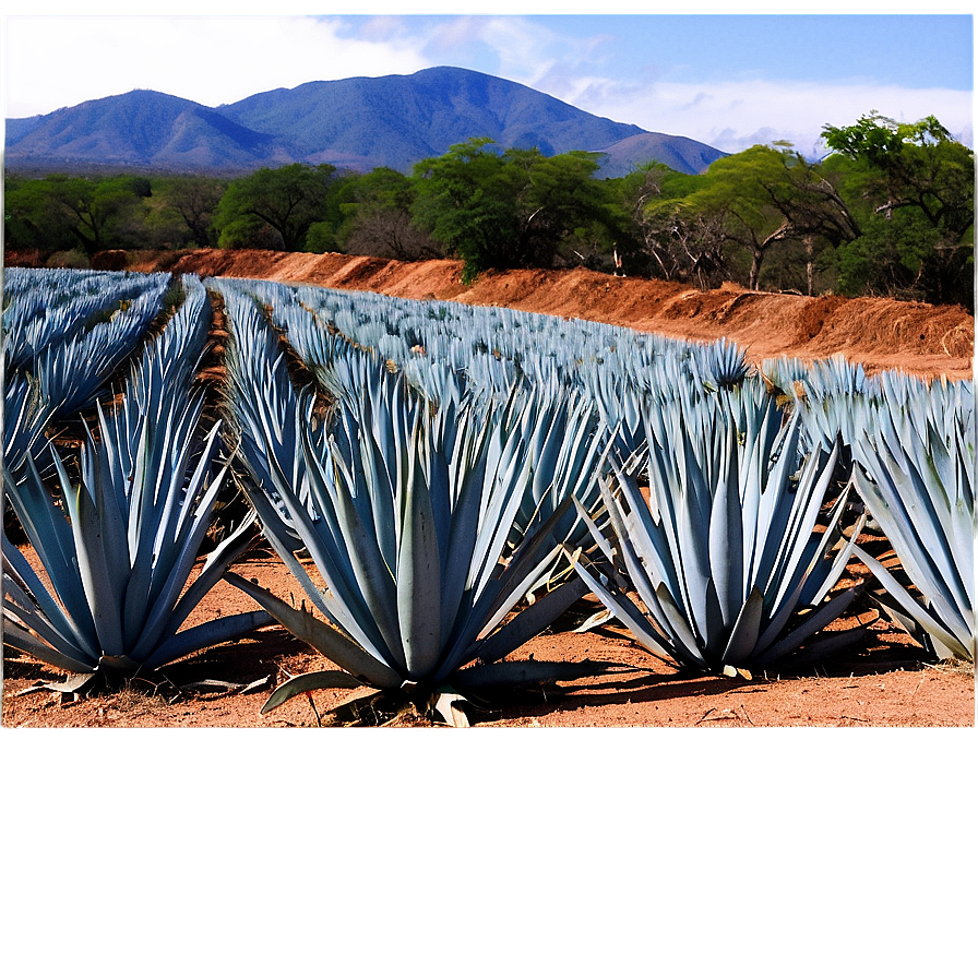 Agave Tequila Field Mexico Png 70