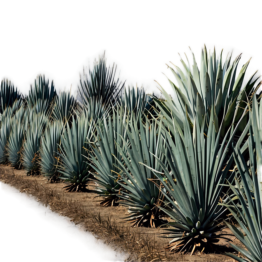 Agave Tequila Field Mexico Png Erp