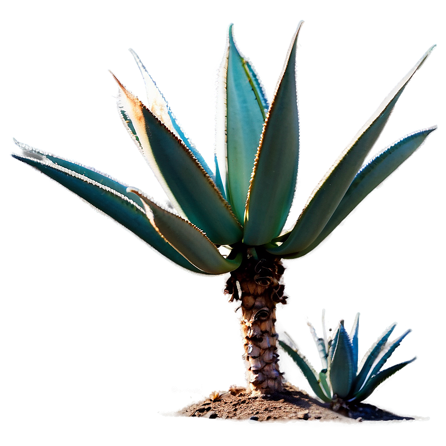 Agave Tequilana Plant Png 06282024