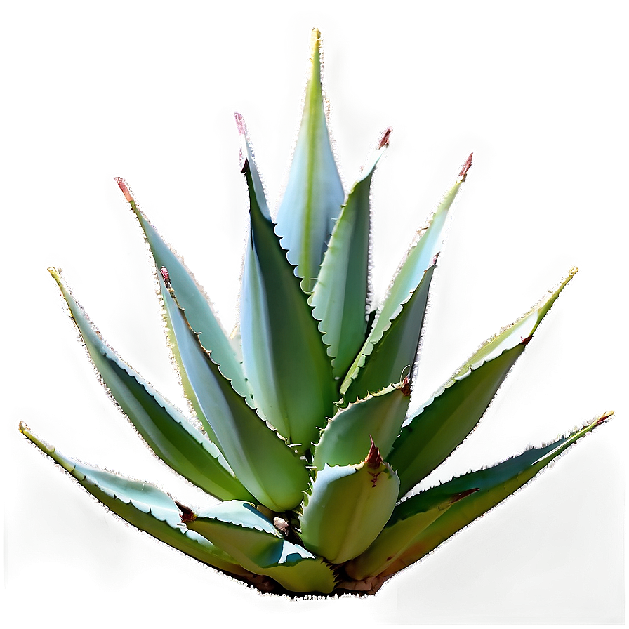 Aged Agave Plant Png 57