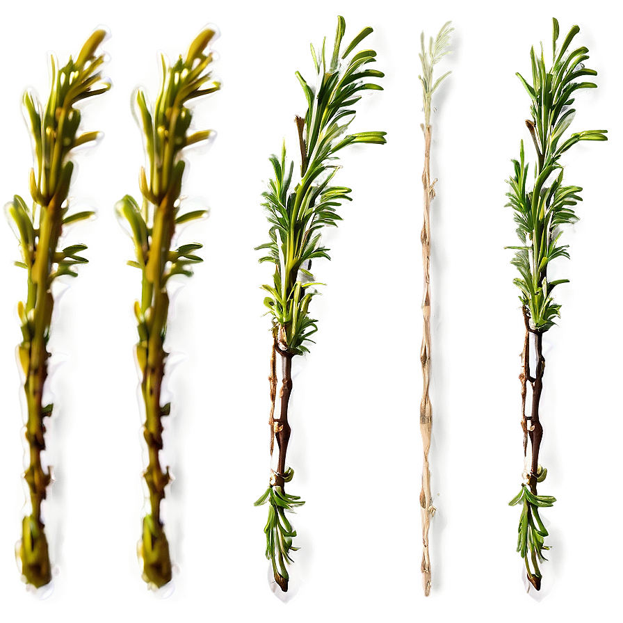 Aged Rosemary Twig Png Opy