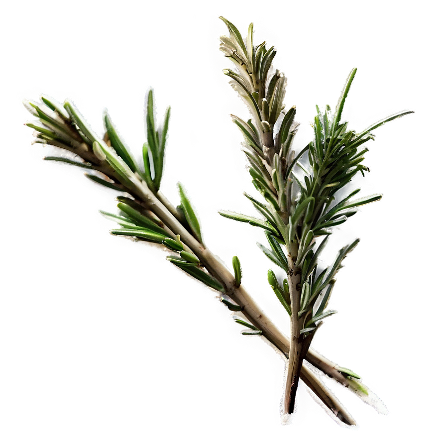 Aged Rosemary Twig Png Uqq