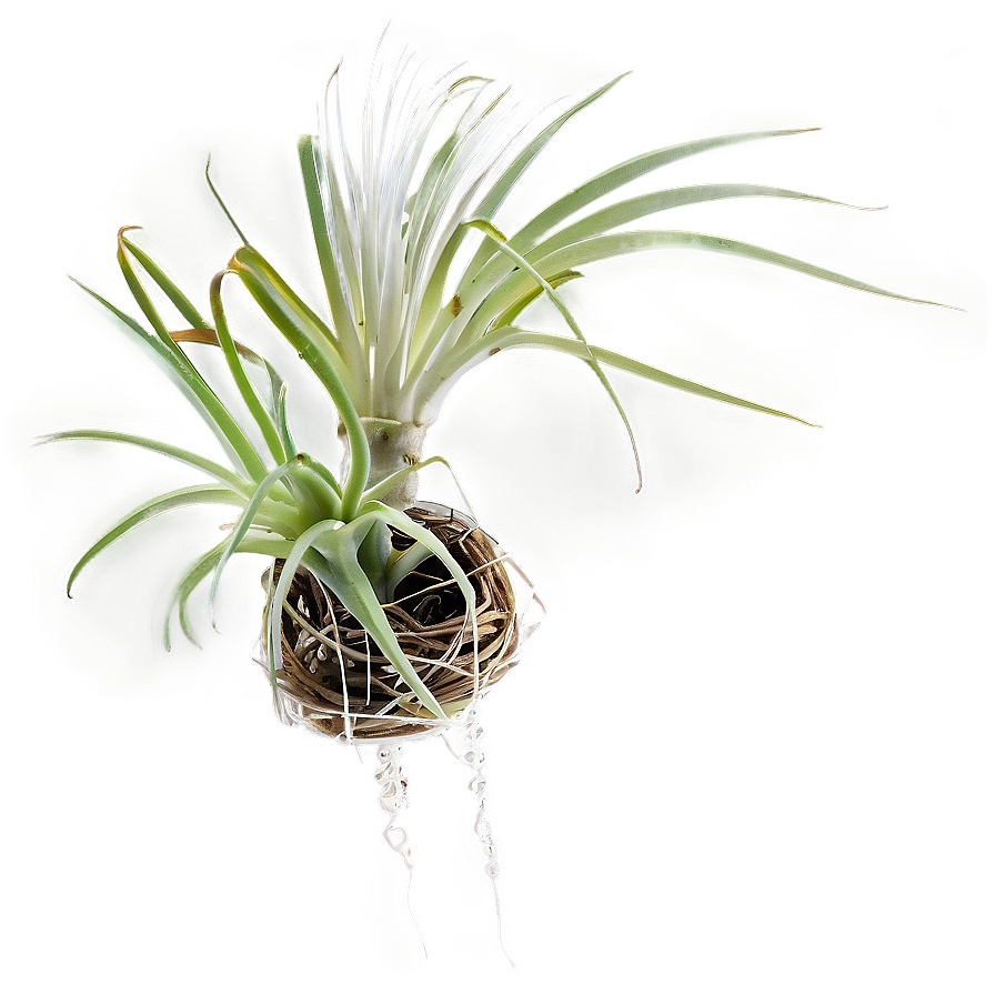 Air Plant Hanging Png 05252024