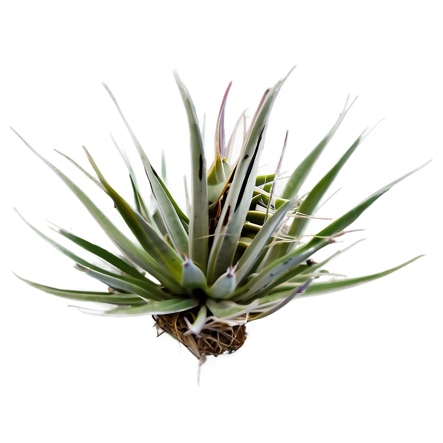 Air Plant Png 24