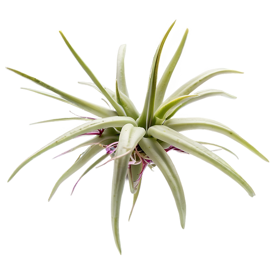 Air Plant Png 94